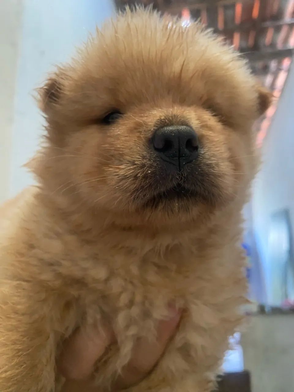 Filhote de chow chow  - Foto 4