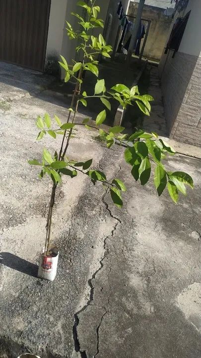 Mudas de Limão Galego - Já Produzindo - Foto 3