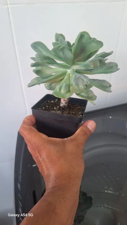 Planta suculenta Echeveria - Foto 5