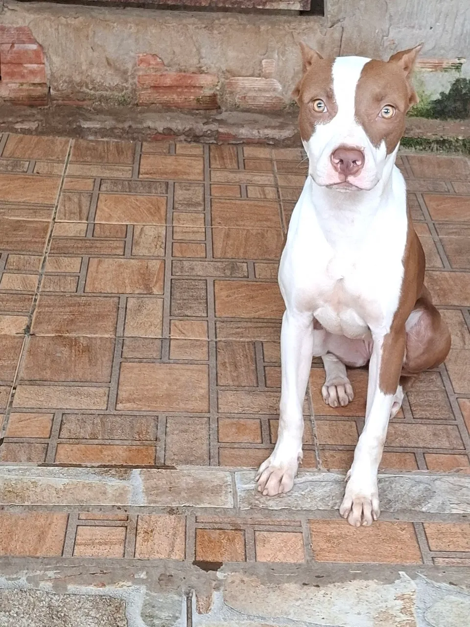 VENDO FILHOTES DE PITMONSTER