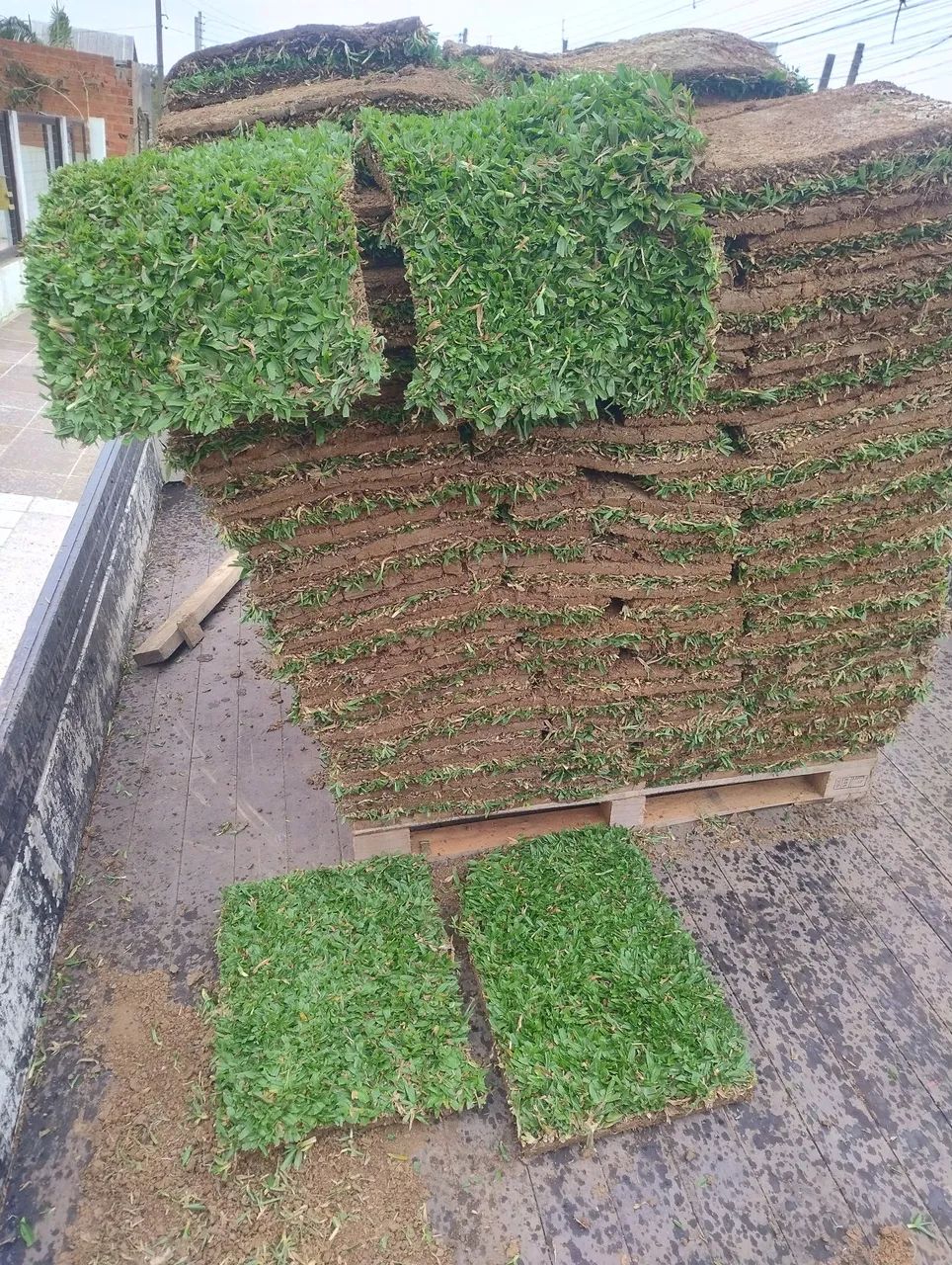 Grama  conposto64167770896897122