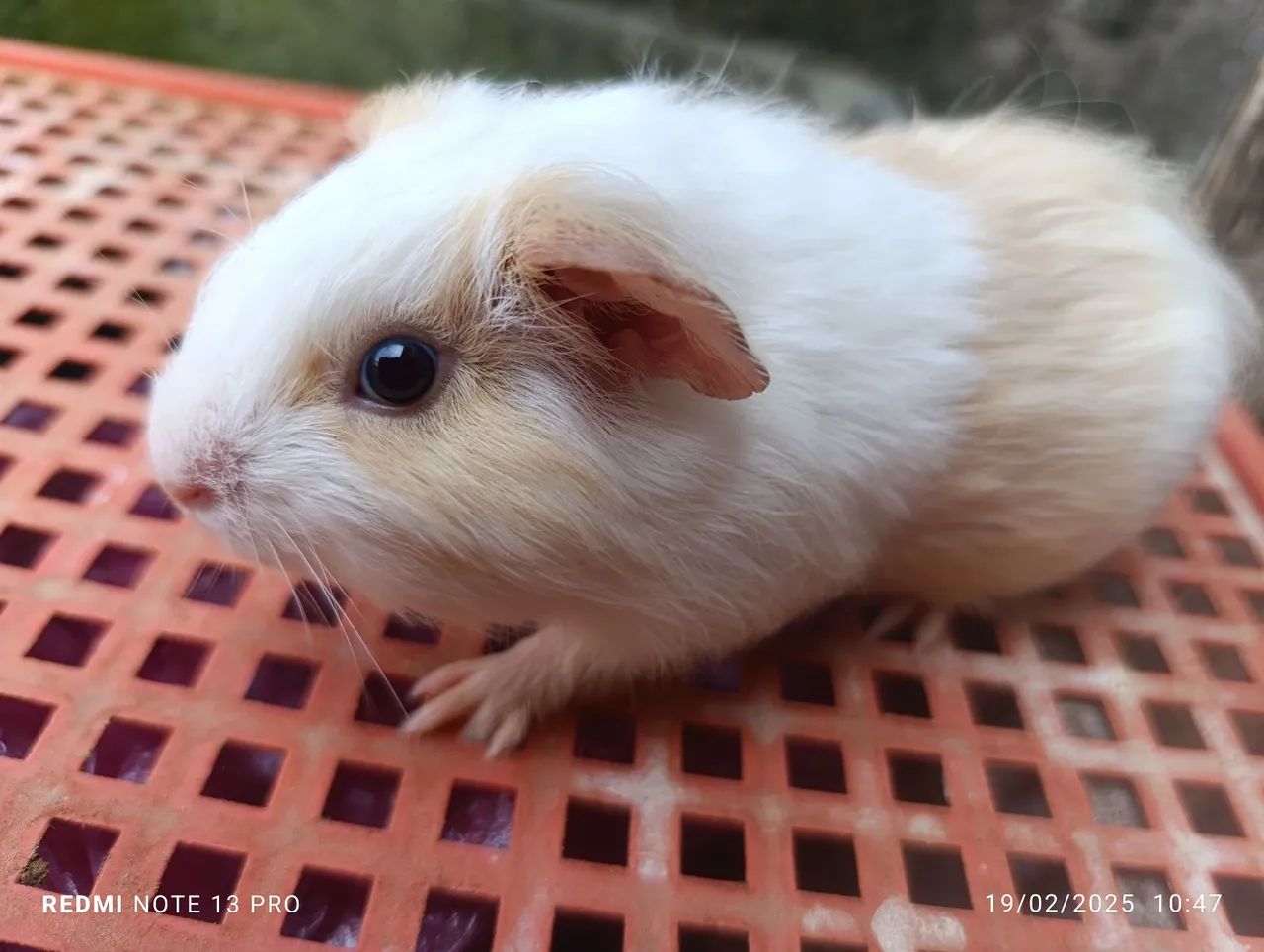 Porquinho da Índia  - Foto 3