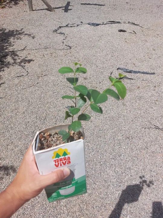 Mudas de Acerola - Foto 2