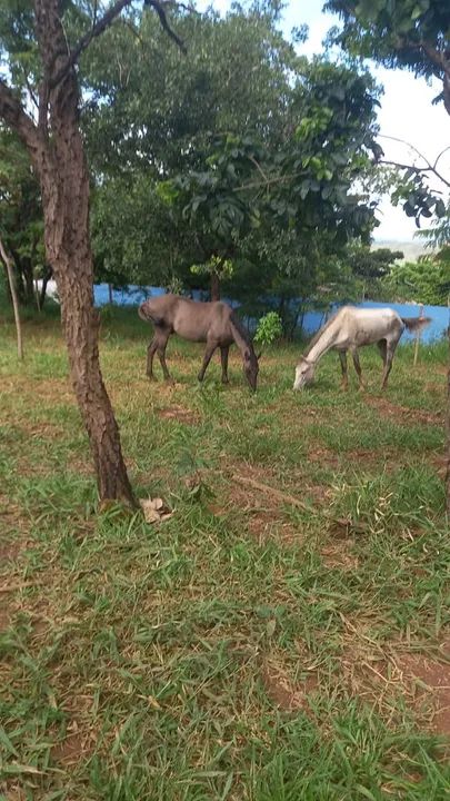  Cavalo de raça  - Foto 2