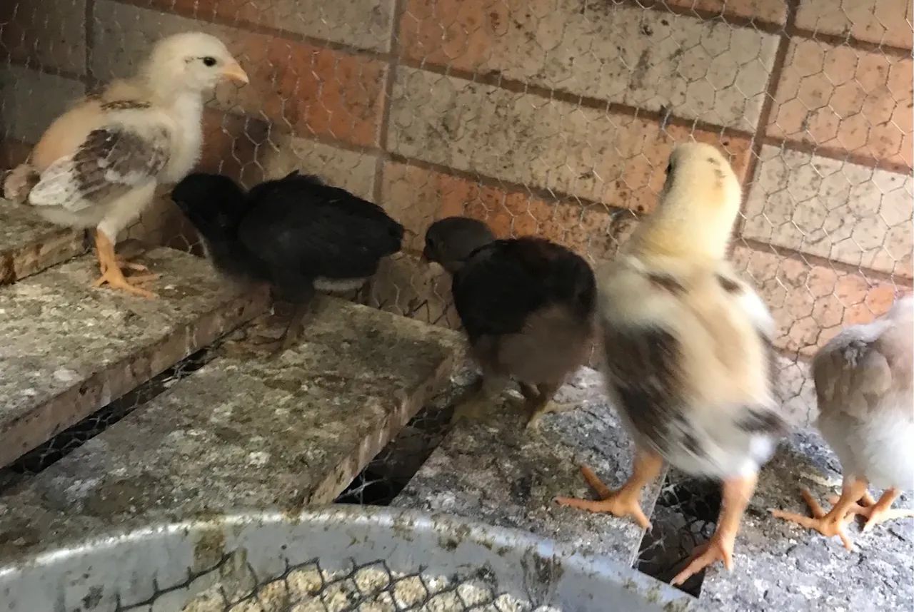 Pintinhos índio mestiço com caioira