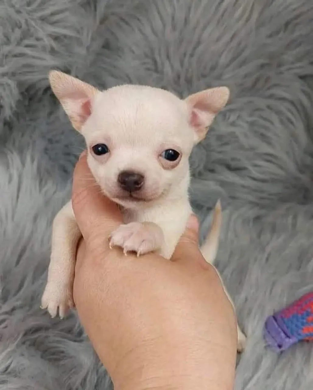 Filhote de Chihuahua - Uma fofura para alegrar seu lar!