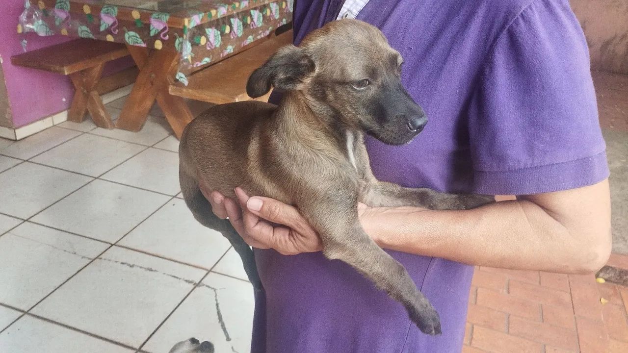 Filhote raça pequena para doação  - Foto 4