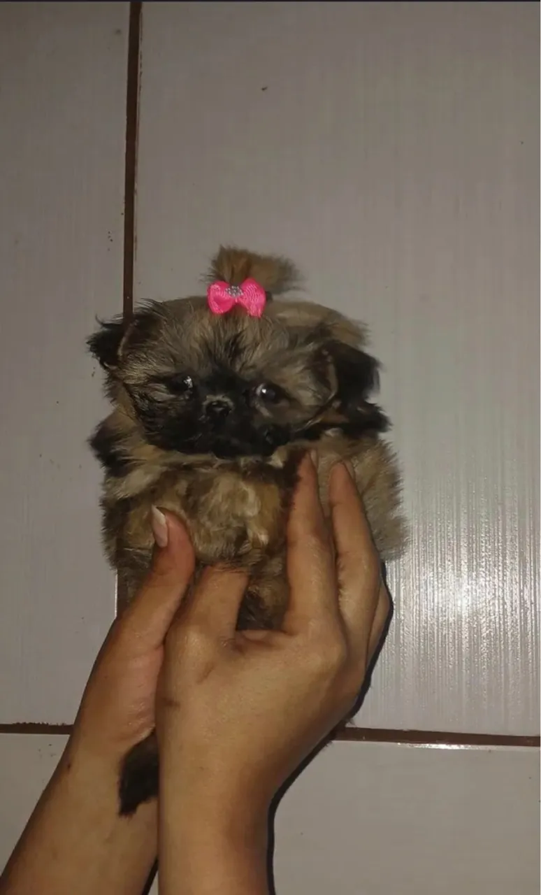 Lhasa fêmea troco por raça leia