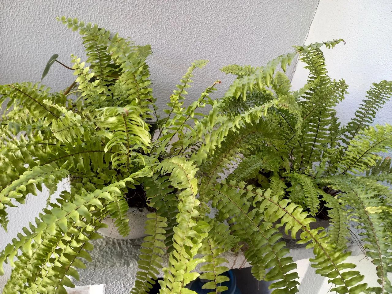  3 plantas pendente em vaso - Foto 6