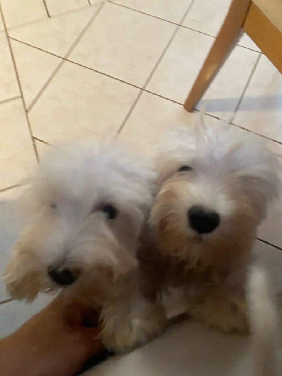 Schnauzer Branco miniatura 