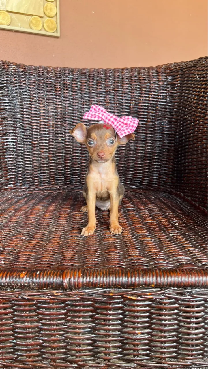 Miniiiii Pinscher em até 18x no cartão