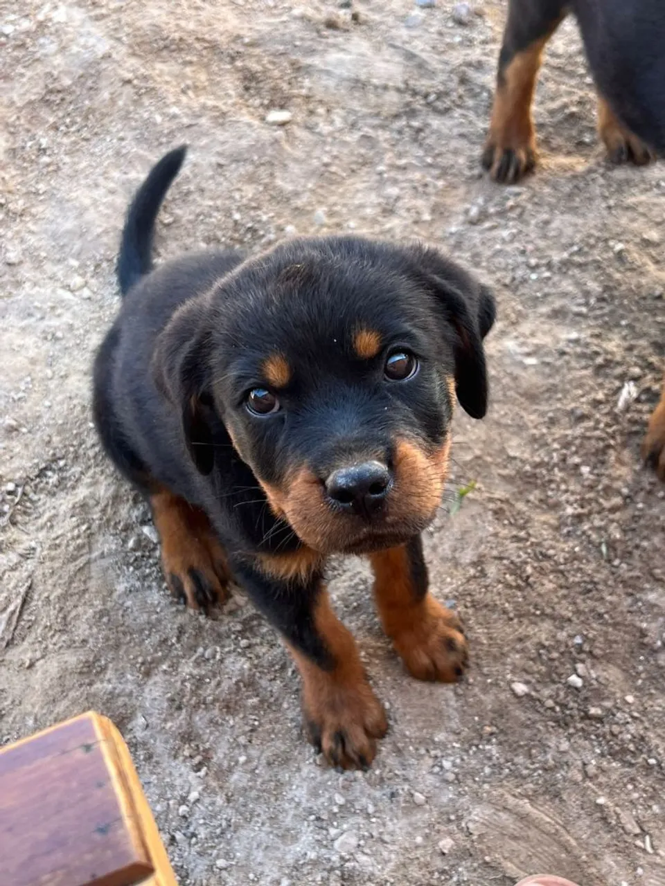 Filhote de Rottweiler para adoção