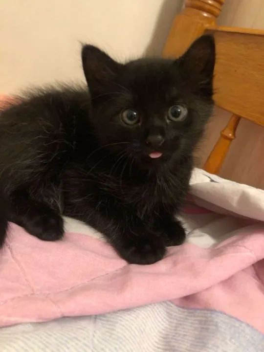 Angora Filhotes na Cor preto