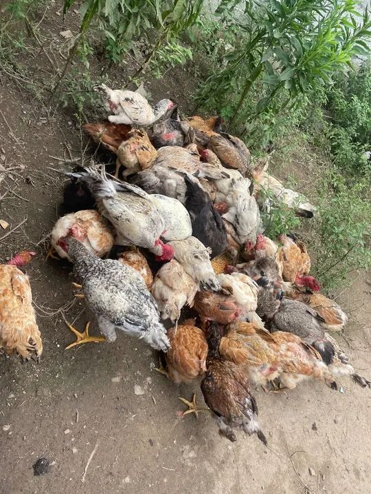 Galinhas caipiras A partir de 30-50  - Foto 4