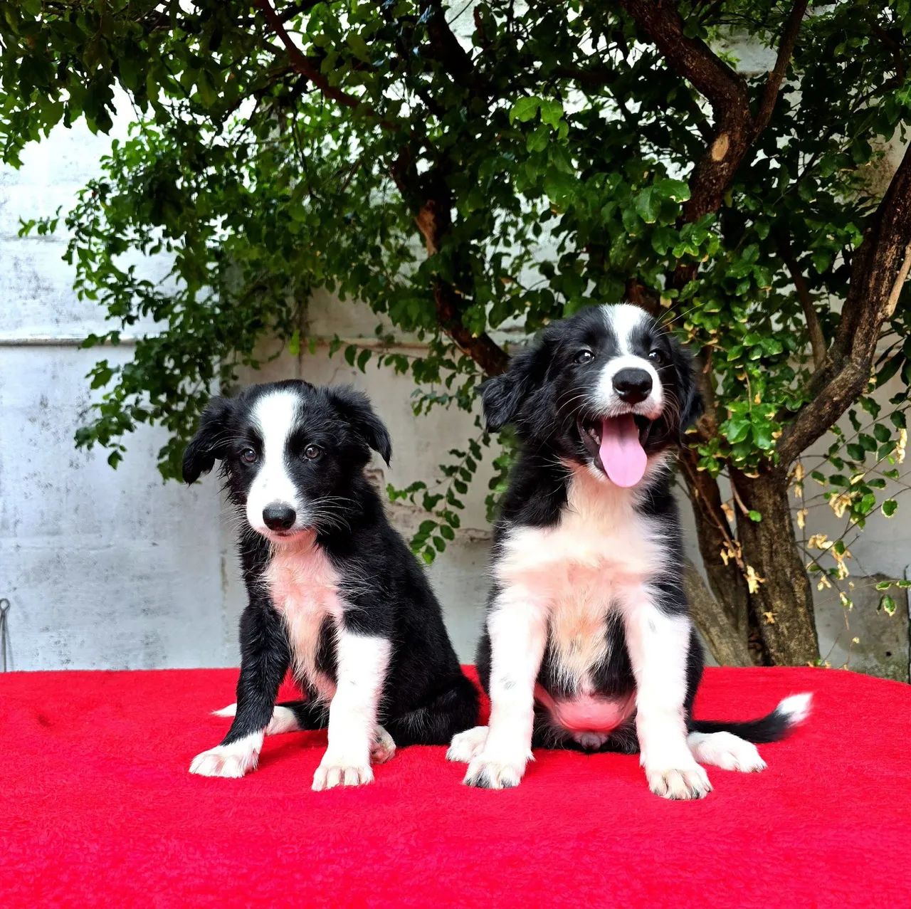 Filhotes de Border Collie CAPA DE REVISTA - Foto 2