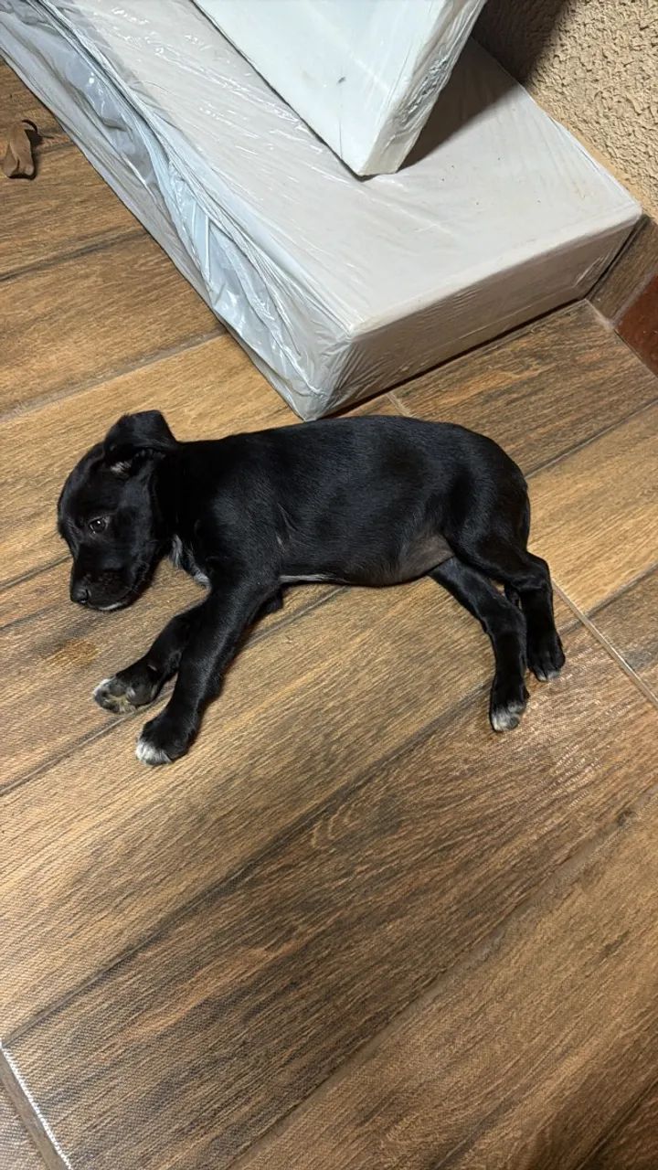 Doação de cachorro  - Foto 3