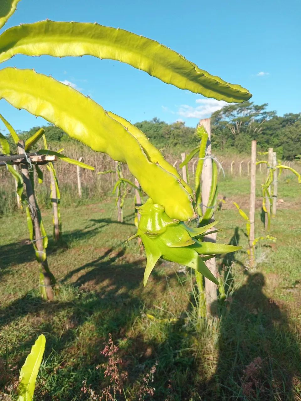 Vende chácara no recanto Jabur, localizada  entre Sertanópolis e Sertaneja.. - Foto 2