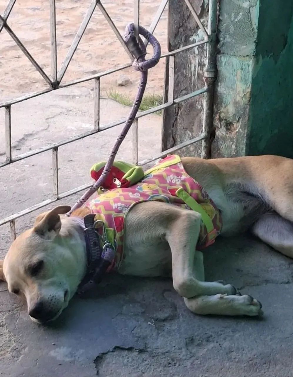 Cachorrinha  - Foto 2