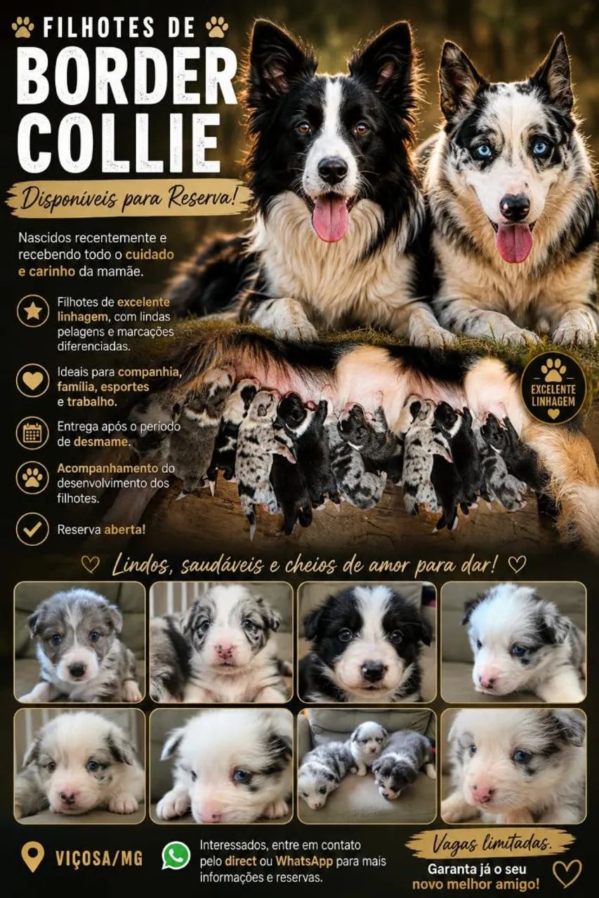 Filhote de border collie 