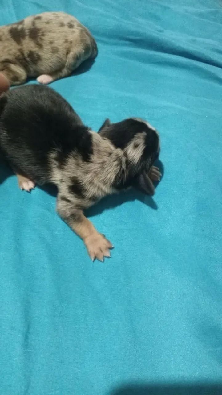 Cachorro ? - Foto 3