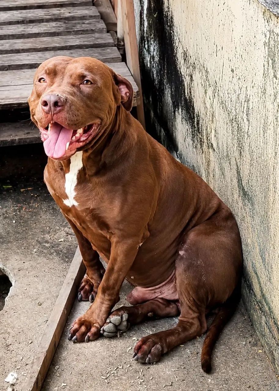 Vendo Filhote de pitbull - Foto 5