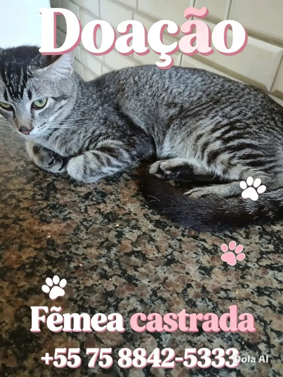 Gatinha para adoção