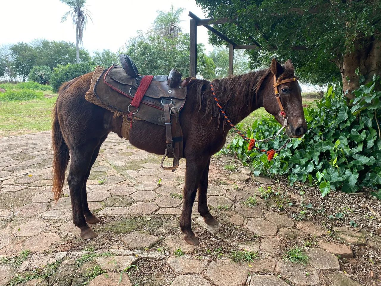 Cavalo - Foto 4