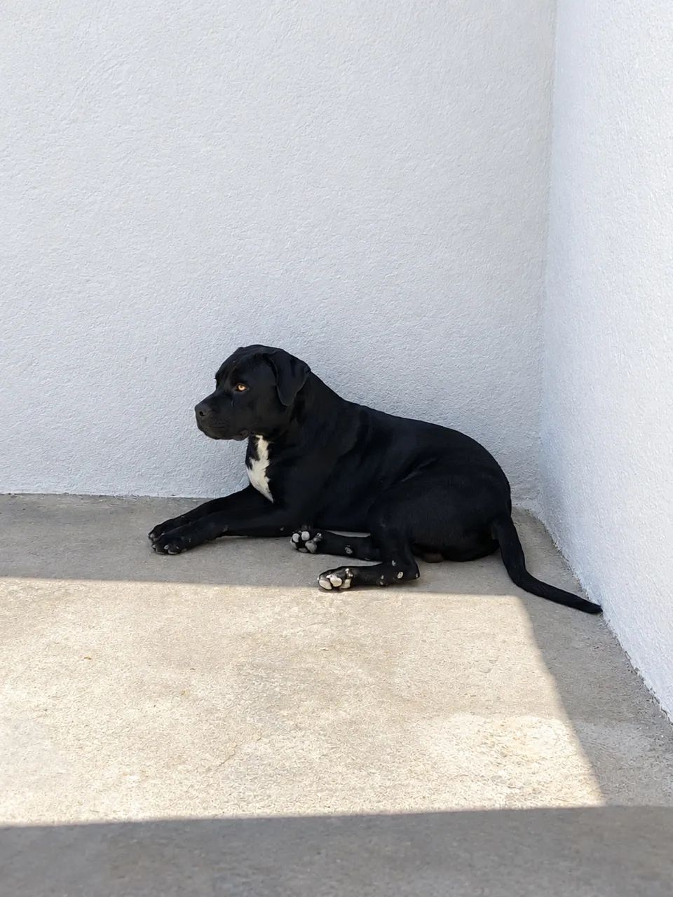 Venda de casal de Cane Corso - Foto 3
