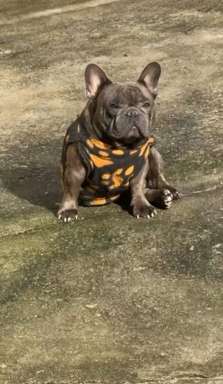 Bulldog frances  (cruza) - Foto 4