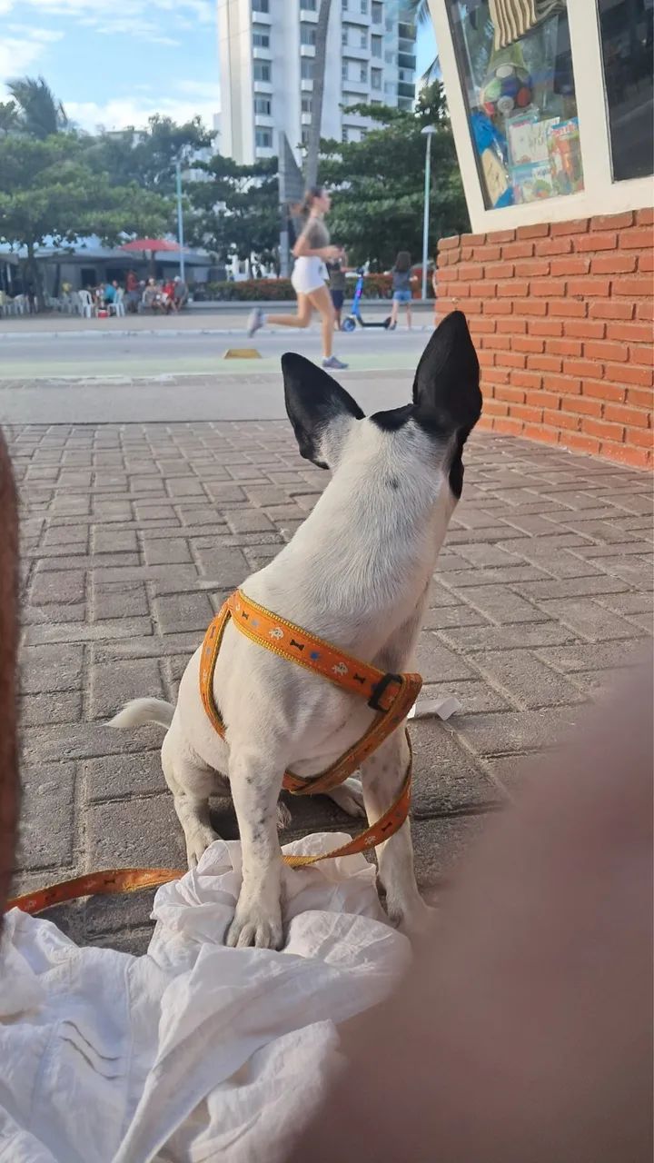 Cachorro  - Foto 2