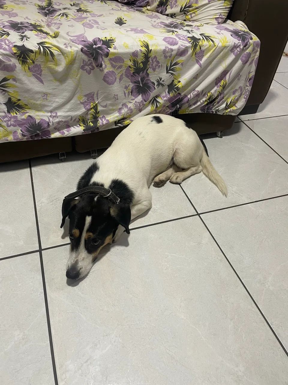 Adoção  - Foto 2