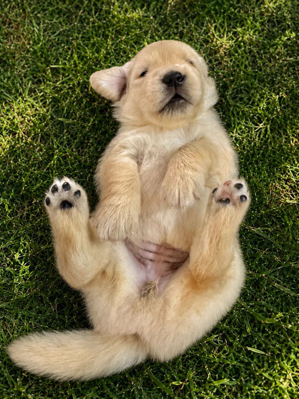 Filhotes de Golden Retriever - Foto 4