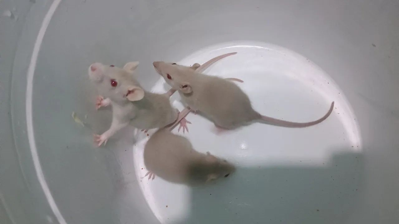 Ratinhos Twister nascidos em 05/07/26 - Foto 4