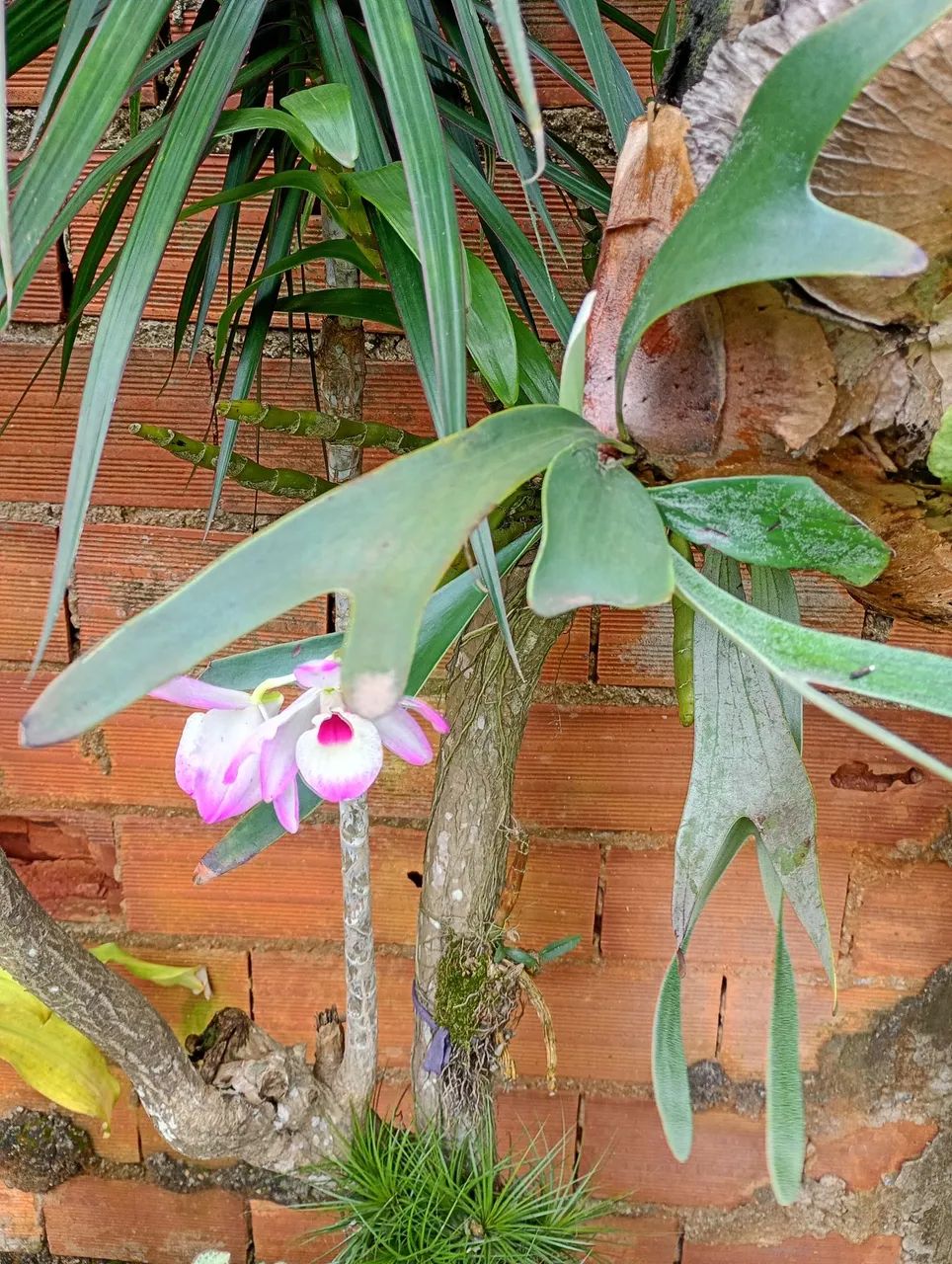 Jardineiro - Foto 2