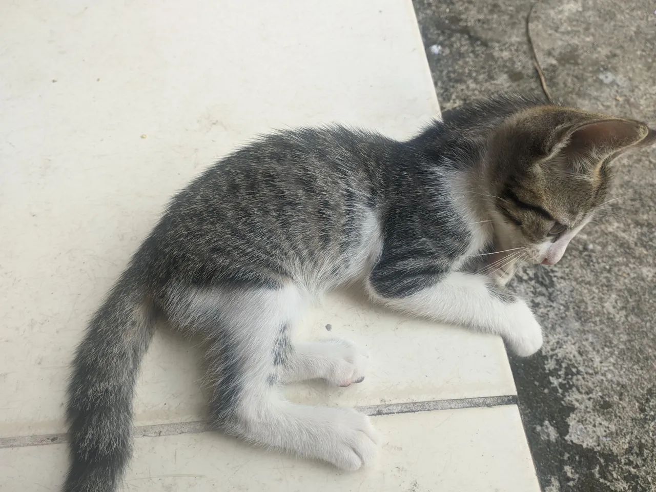 Adoção de gatos - Foto 3