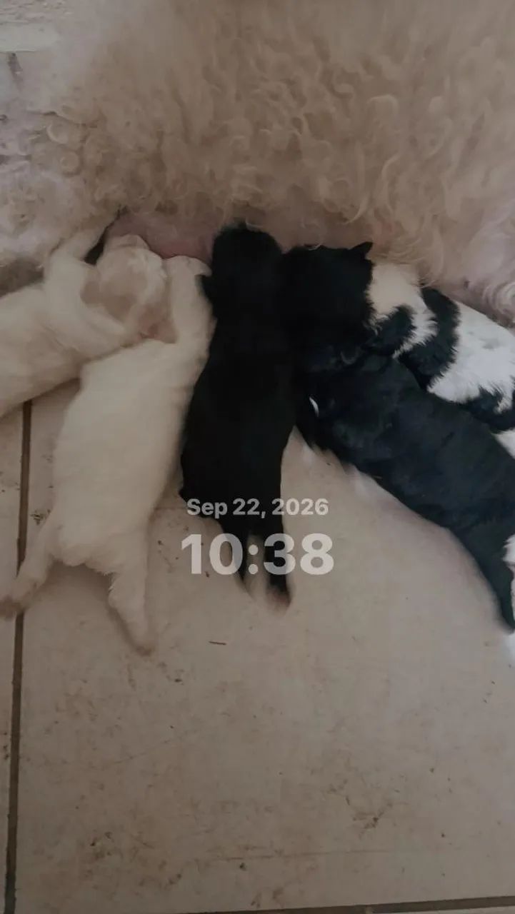 Poodle toy 