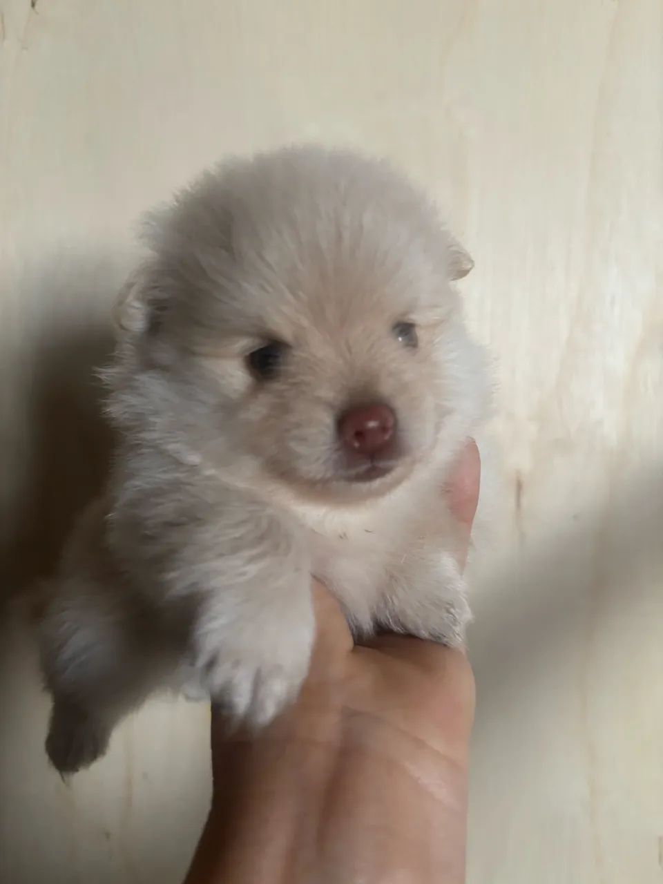Filhote de Spitz macho - Foto 3