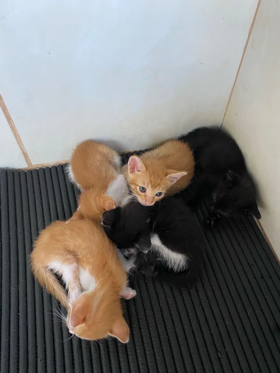Gatinhos para adoção  - Foto 5