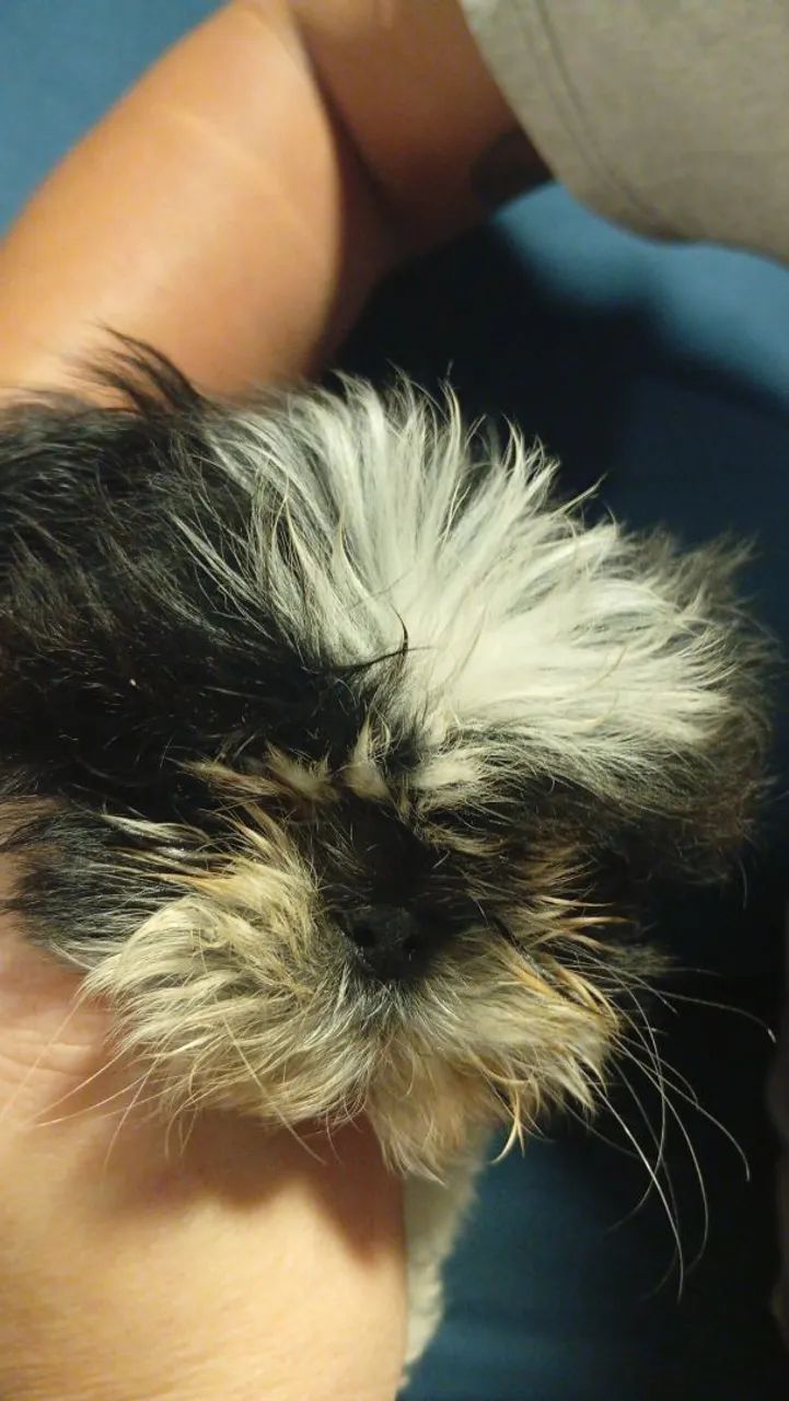 Shih Tzu macho - Foto 3