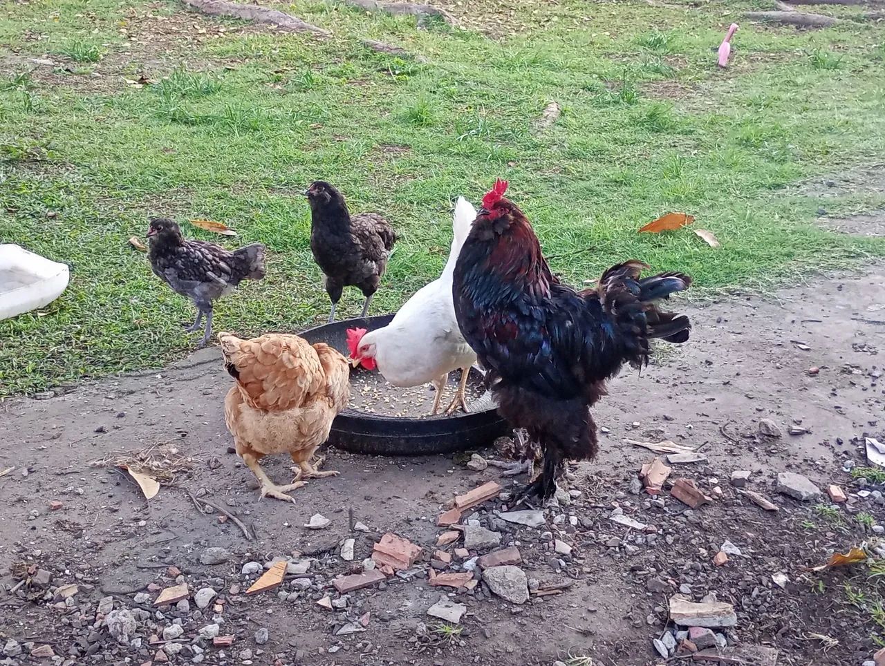 Vendo ou troco galo Brahma  - Foto 2
