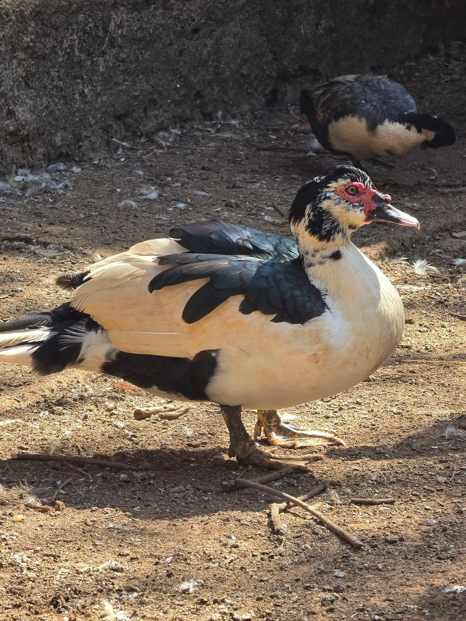 Patos e patas - Foto 3