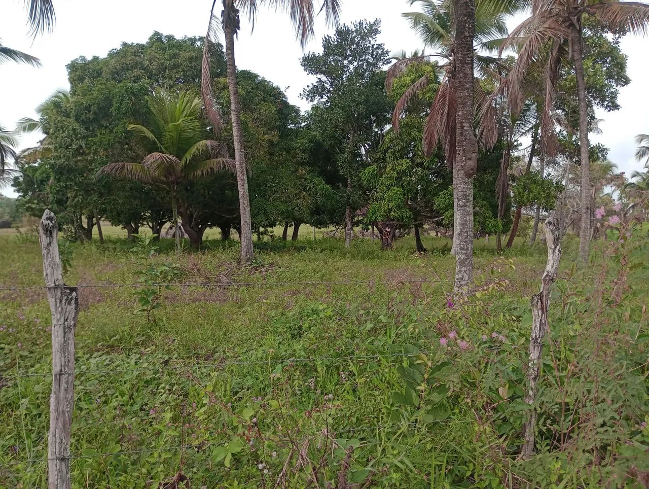 Vende um terreno metade sítio e outra pasto - Foto 4