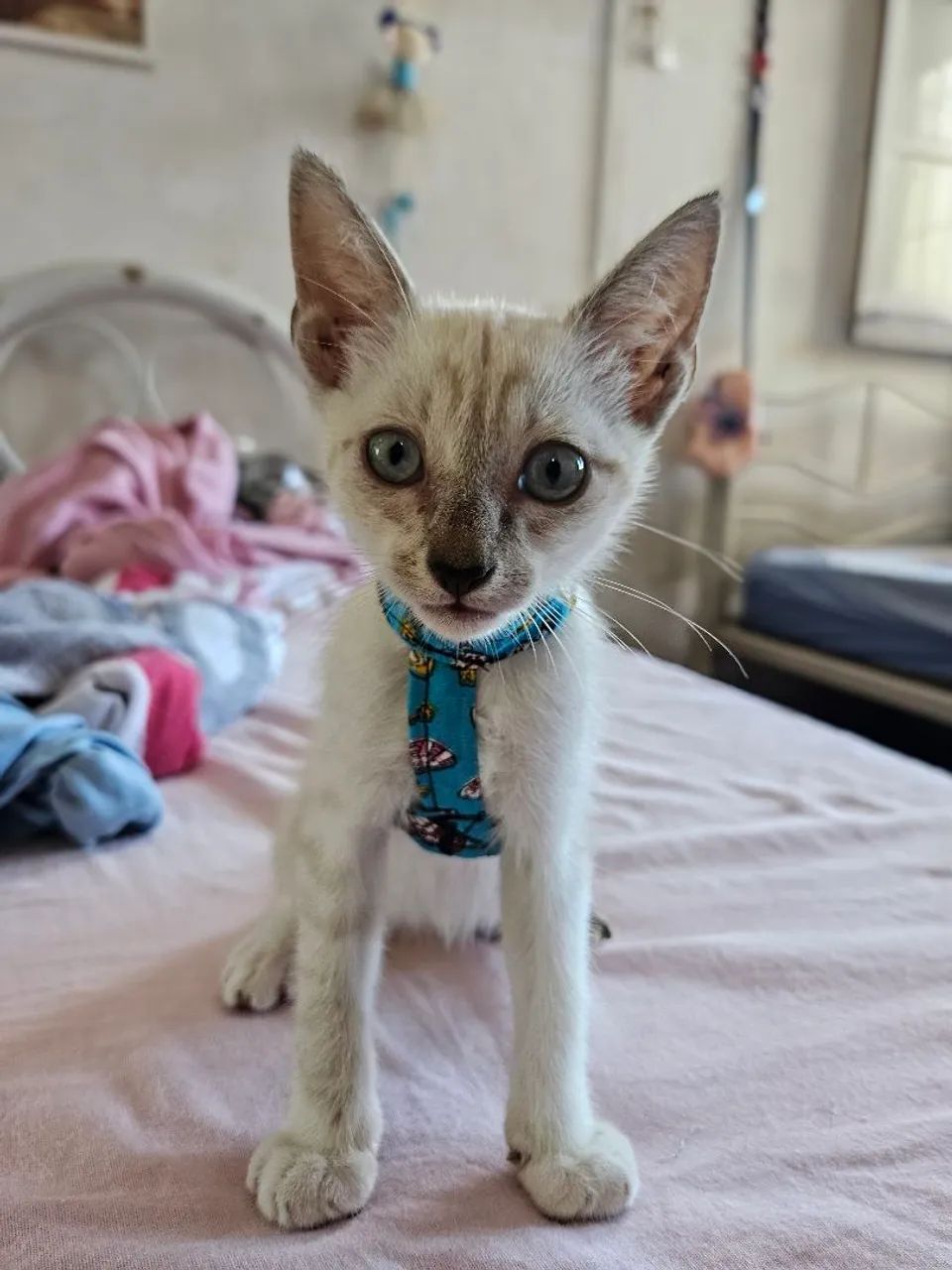 Adoção Responsável  - Foto 2