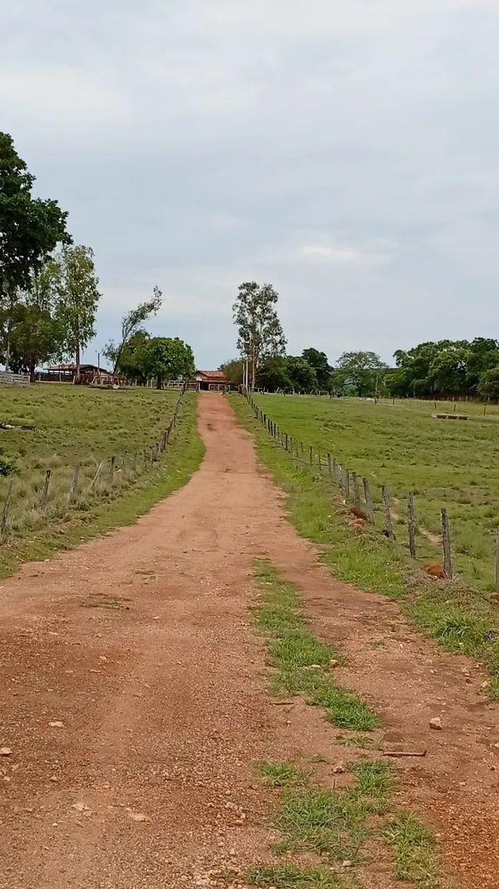 Fazenda 55 alqueires Jussara  - Foto 3