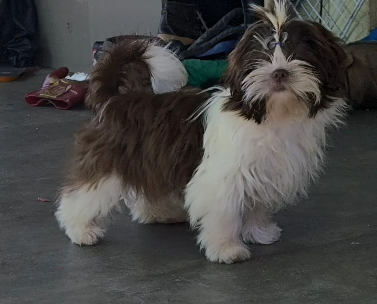 Shihtzu  - Foto 2