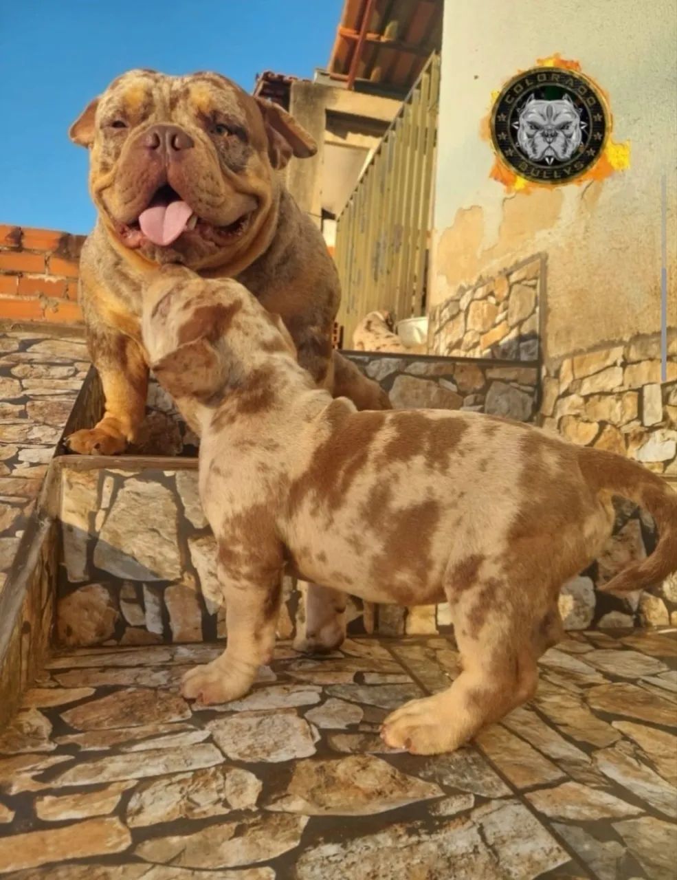 American Bully ( COBERTURA ) - Foto 3