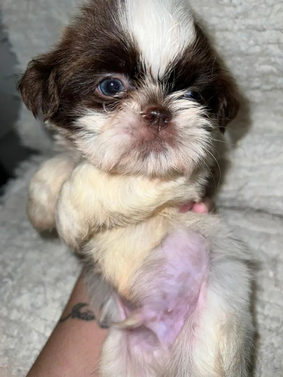 Filhote de shihtzu macho 