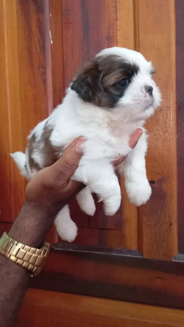 Lindo casal de Shitzu disponível pronta entrega  - Foto 5