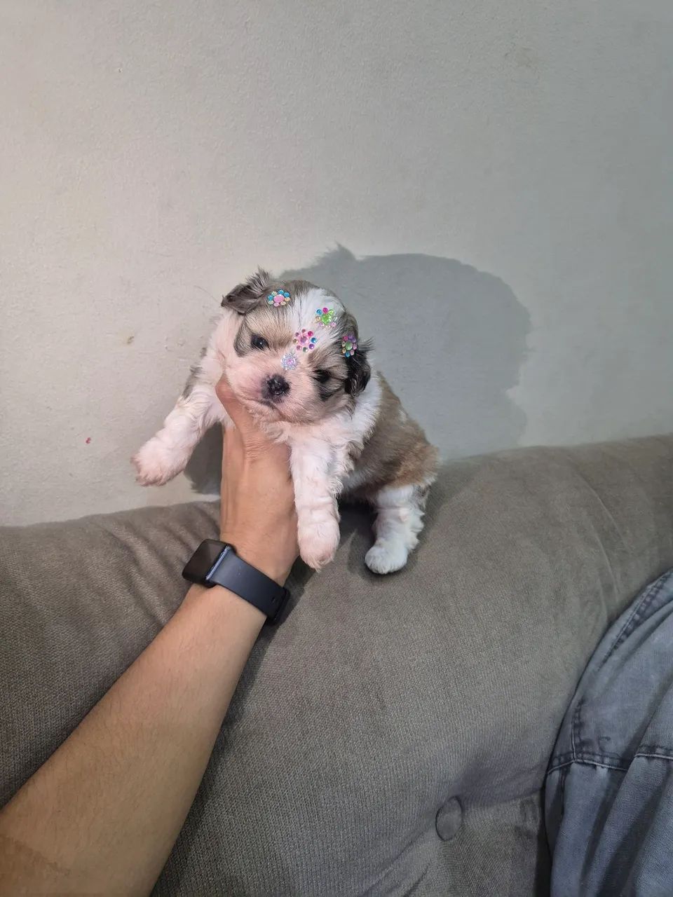 Shitzu femea micro - Foto 3
