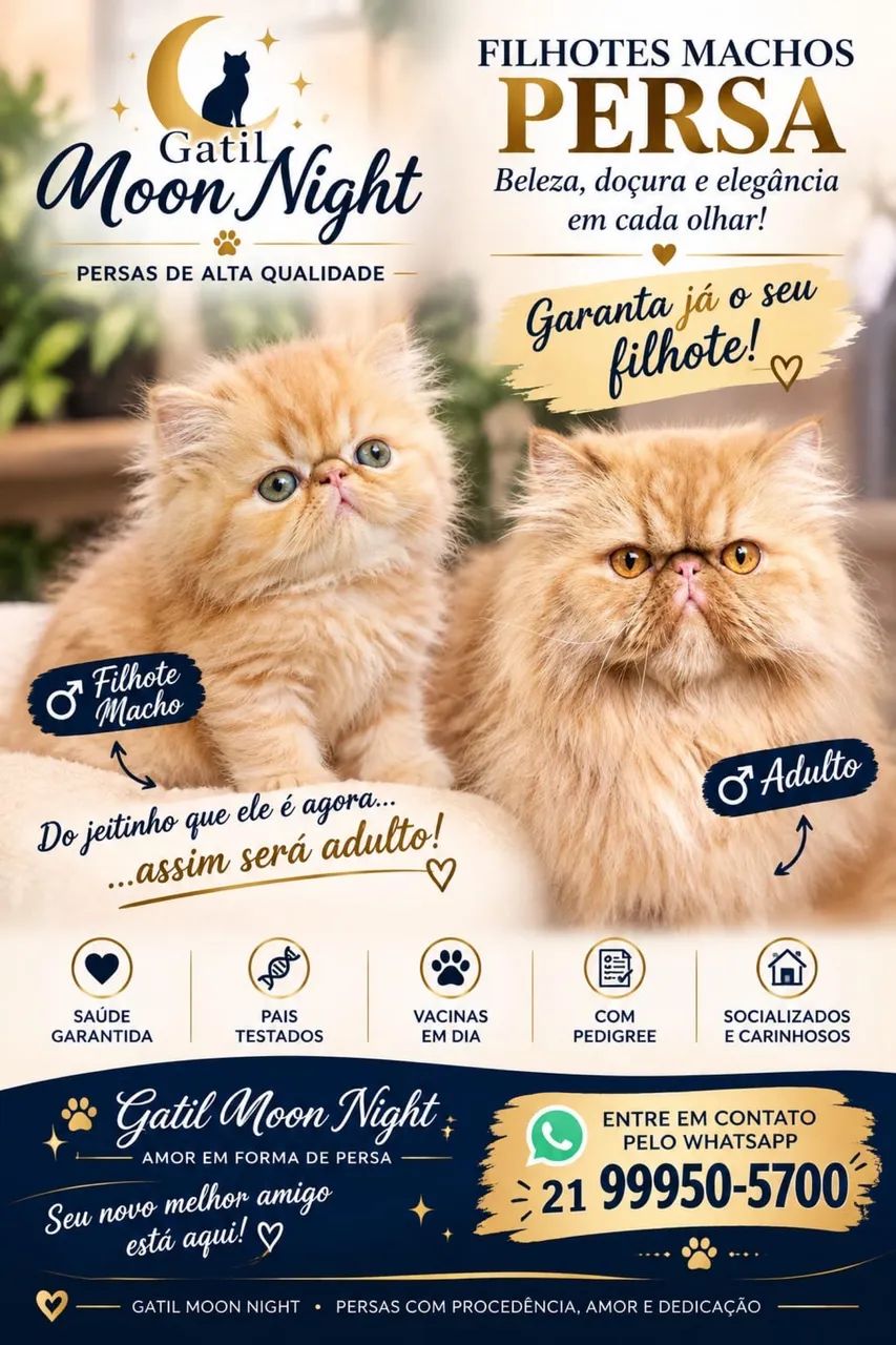 Gato persa laranja 